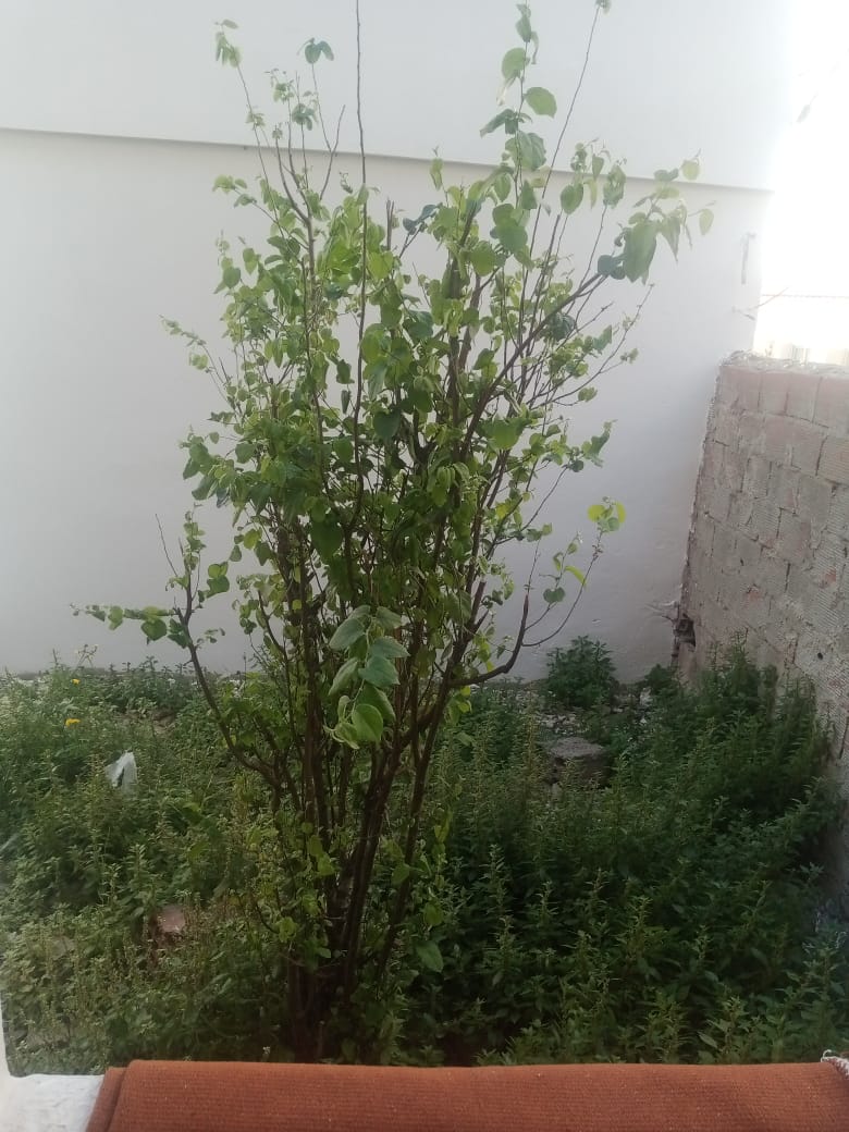 Bizerte Nord Bizerte Vente Appart. 3 pices Un appartement