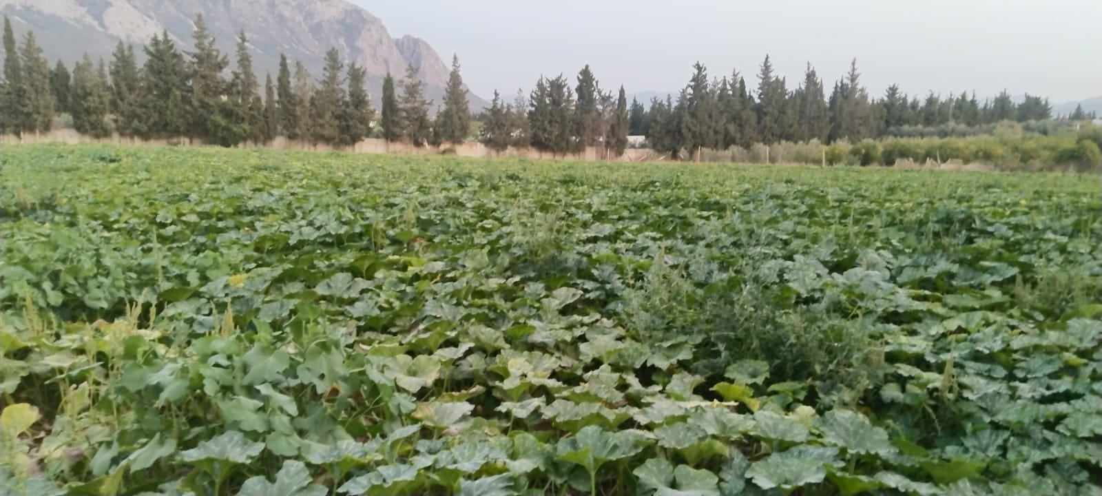 Vente Autre - Tunisie